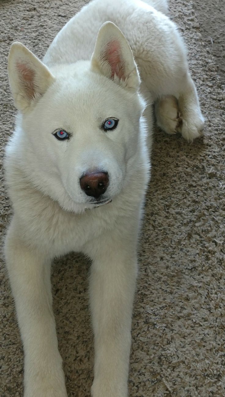 a white dog with blue eyes laying on the floor