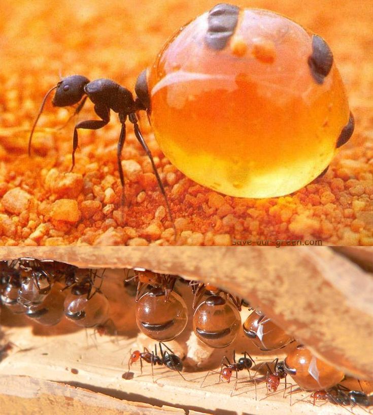 two black ants standing next to each other on top of dirt covered ground with orange substance in the middle