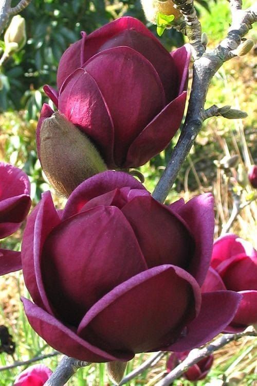 purple flowers are blooming in the sun