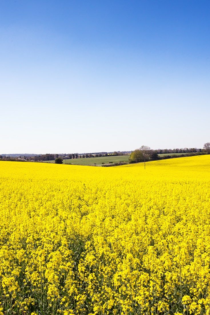 a large field full of yellow flowers under a blue sky with trees in the distance