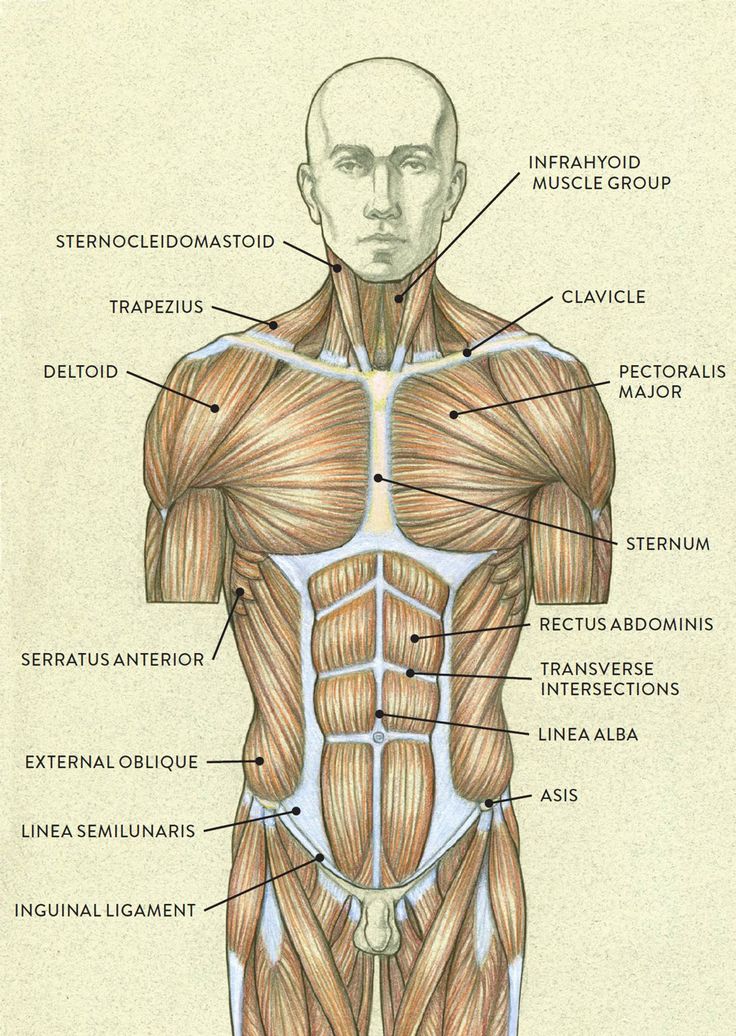 an image of the muscles and their major functions in human body diagram with labels on it