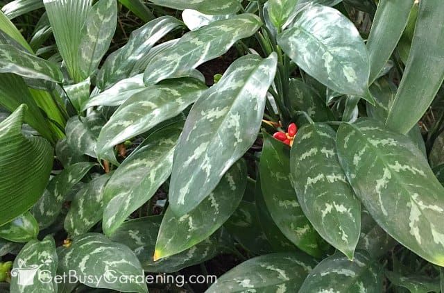 a plant with green leaves and red flower in the center, surrounded by other plants