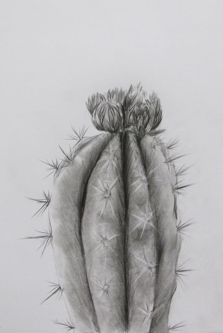 a pencil drawing of a cactus