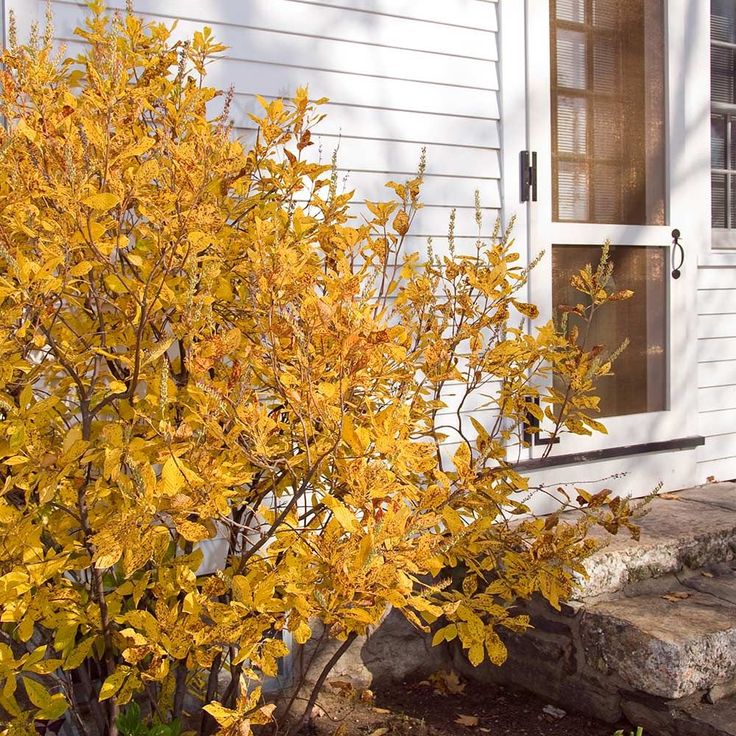 a yellow tree in front of a white house