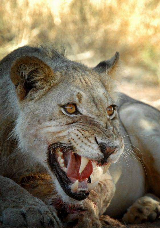 a close up of a lion laying on the ground with it's mouth open