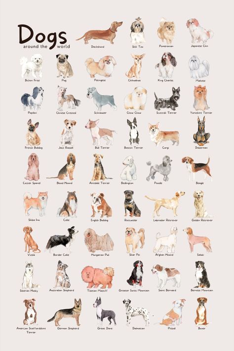 a poster with many different dogs on it's back and front sides, all in different colors