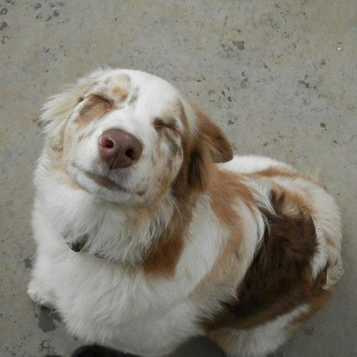 a brown and white dog sitting on top of a cement floor next to a black shoe