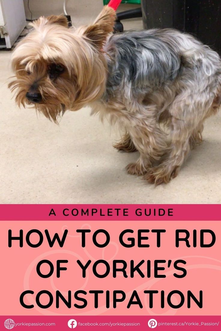 Staring into the tired eyes of your canine, you keep wondering why your dog is suffering from Yorkie Constipation. Well, the time for wondering is over. It’s now time to act, and we’re here to help you through it. @Yorkie_Passion Yorkie Puppy Haircuts, Yorkie Puppy Training, Yorkie Puppy Care, Yorkie Training, Yorkie Breeders, Yorkie Haircuts, Yorkie Clothes, Biewer Yorkie, Teacup Yorkie Puppy