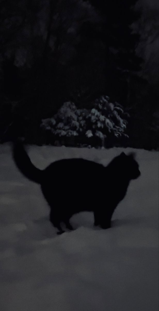 a black cat walking in the snow at night