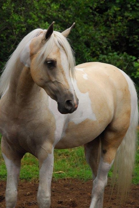 a brown and white horse standing on top of a dirt field next to trees in the background