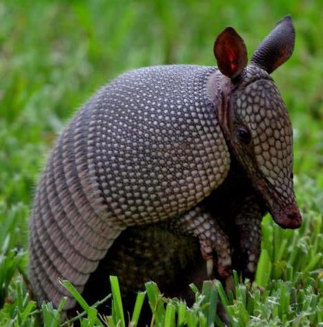 an armadile sitting in the grass with its head turned to look like it is holding something