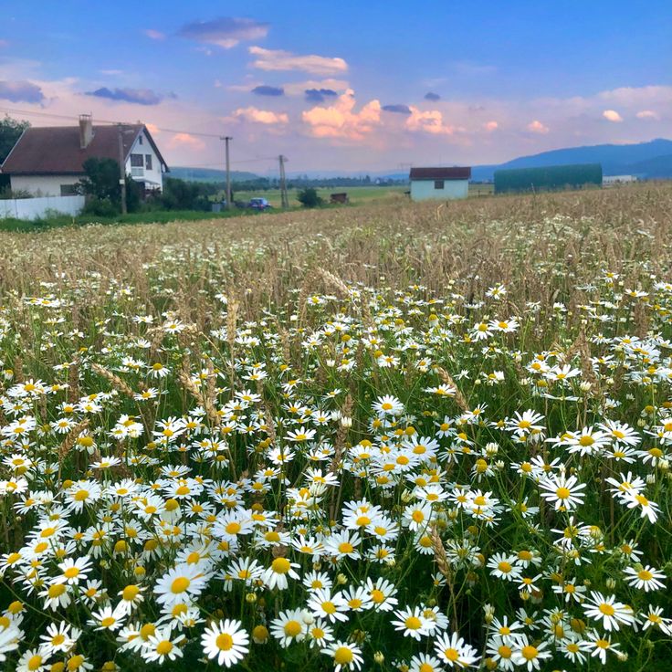 a field full of white daisies in front of a house