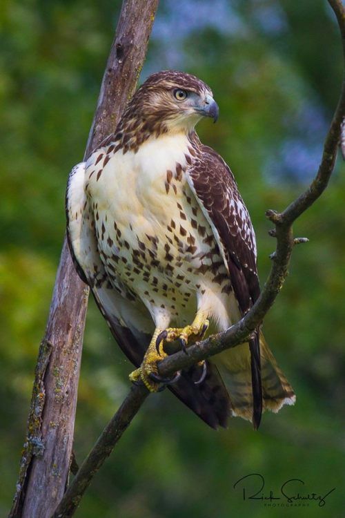 a brown and white bird sitting on top of a tree branch