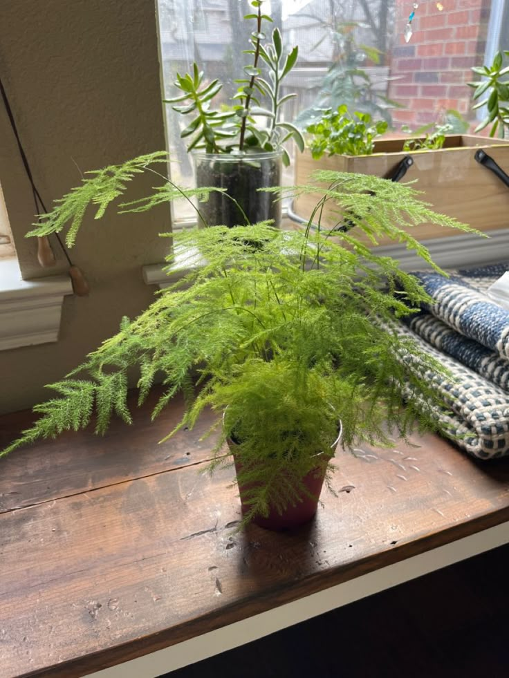 a potted plant sitting on top of a wooden table next to a window sill