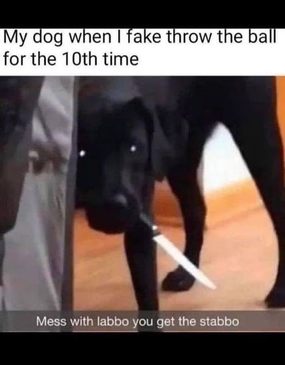 a black dog with a white stick in its mouth and the caption says, my dog when i take throw the ball for the 10th time