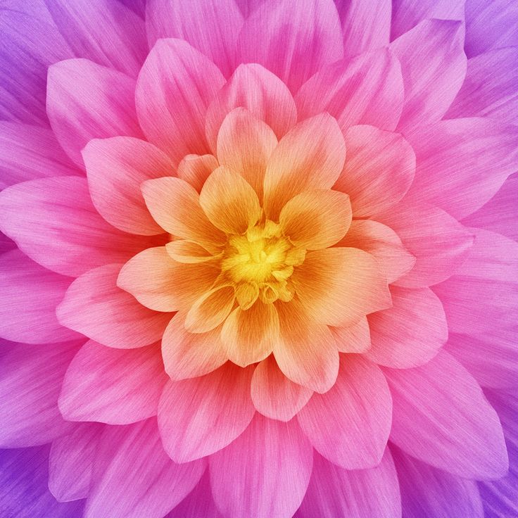 the center of a pink and yellow flower