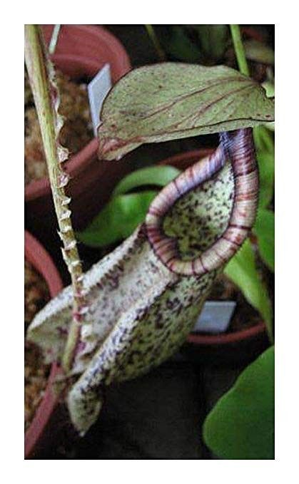 a pitcher plant with brown and white spots on it's body, in a pot