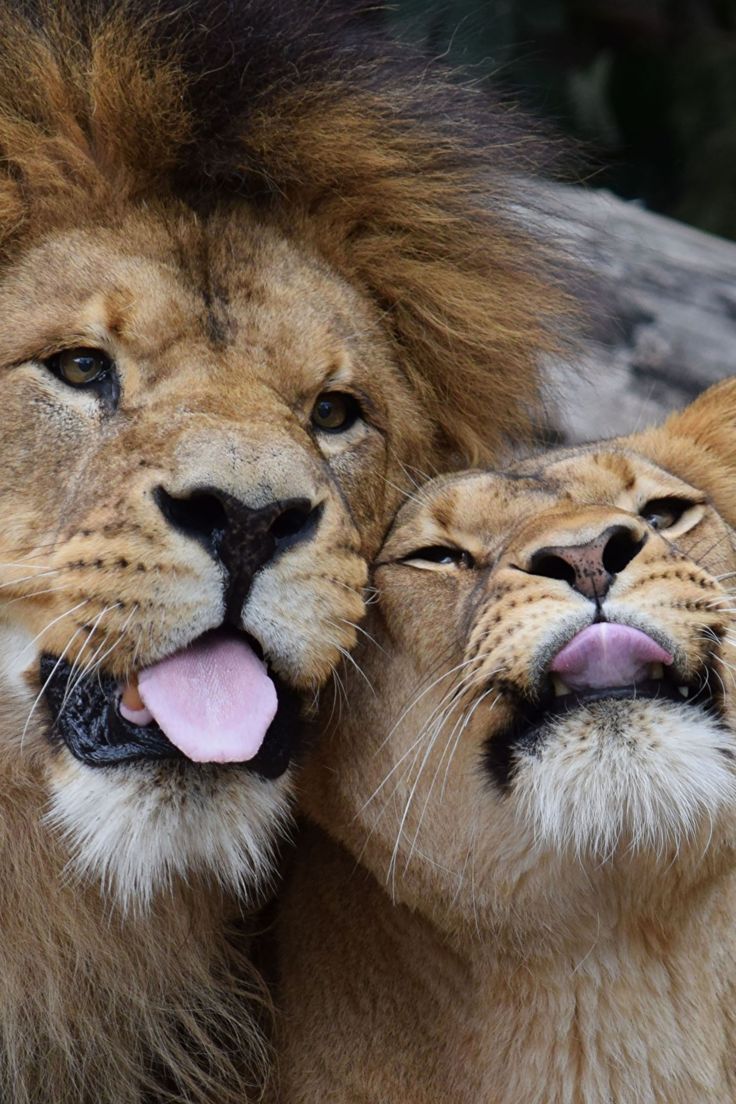 Lion Couple, Queen Goddess, Lion Photography, Lion And Lioness, Lion Love, Lion Images, Lion Pictures, Birthday Queen, Animal Planet