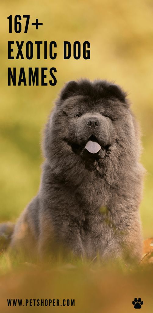 exotic dog names Male Dogs Names Unique, Unique Animal Names, Best Dog Names Boys, Big Dog Names Male, Cute Pet Names Animals, Male Dog Names Unique With Meaning, Names For Dogs Boys, Make Dog Names, Cute Dog Names Male