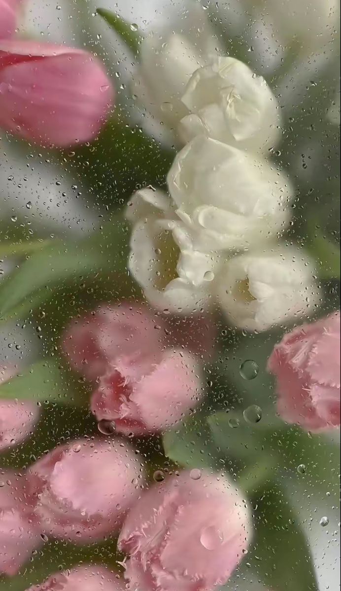 some pink and white flowers are in the rain