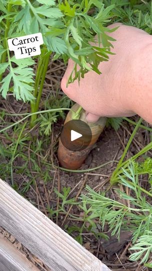 a person is picking up carrots from the ground with a garden tool in their hand