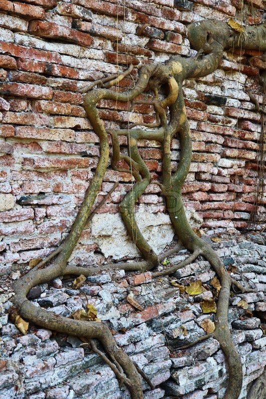 an old tree growing out of the side of a brick wall with vines on it