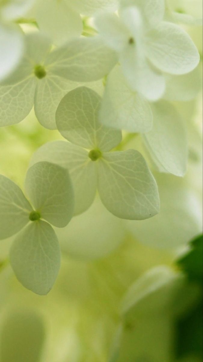 some white flowers with green leaves in the background