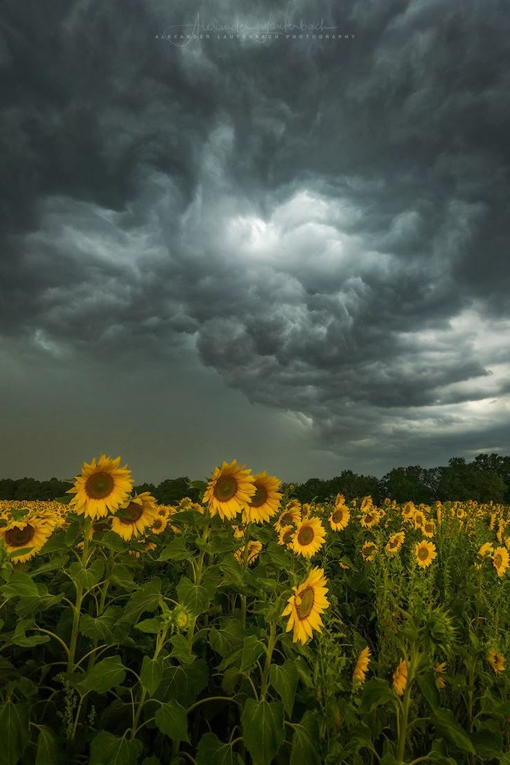 the sunflowers are blooming in the field under a cloudy sky with dark clouds