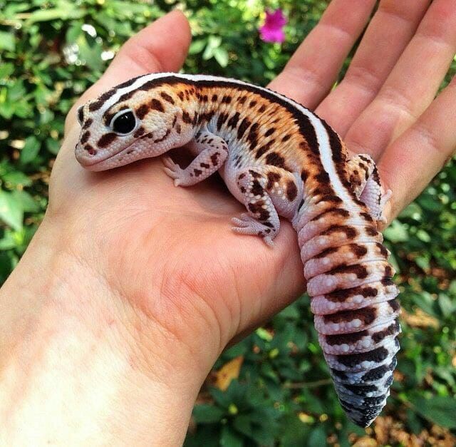 a hand holding a small gecko in it's palm