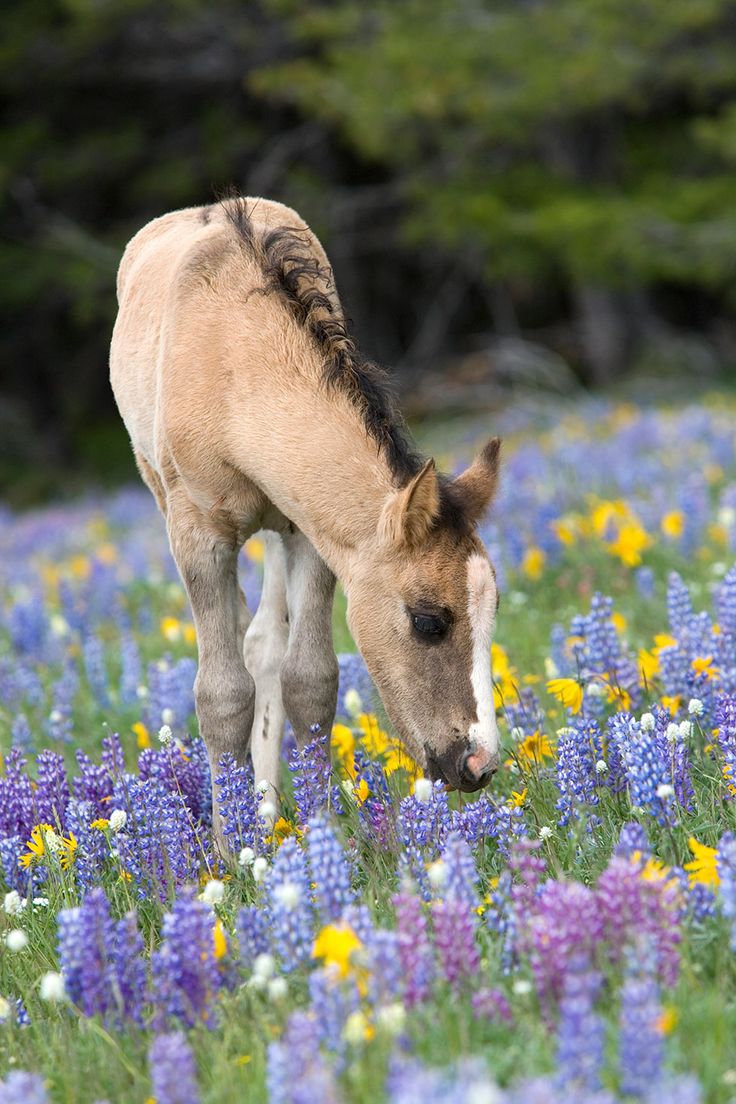 a horse grazing in a field of wildflowers