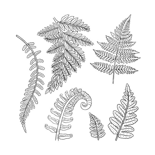 four different types of leaves and plants on a white background, one is drawn in black ink