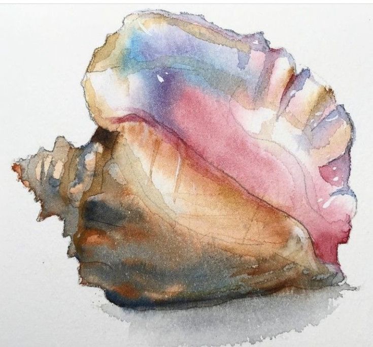 a watercolor painting of a seashell