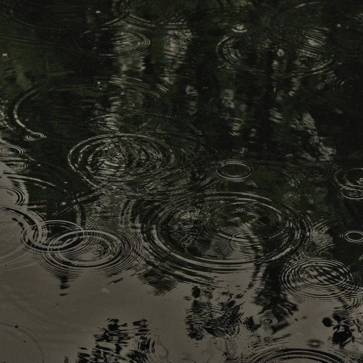 the reflection of trees in the water is very dark and it looks like they are floating