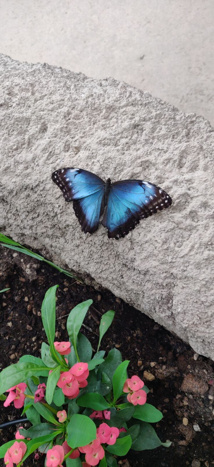 a blue butterfly sitting on the ground next to pink flowers