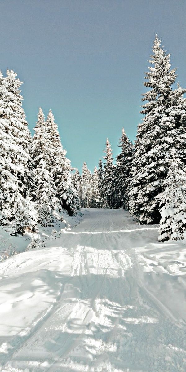 a person riding skis down a snow covered slope next to pine trees in the background