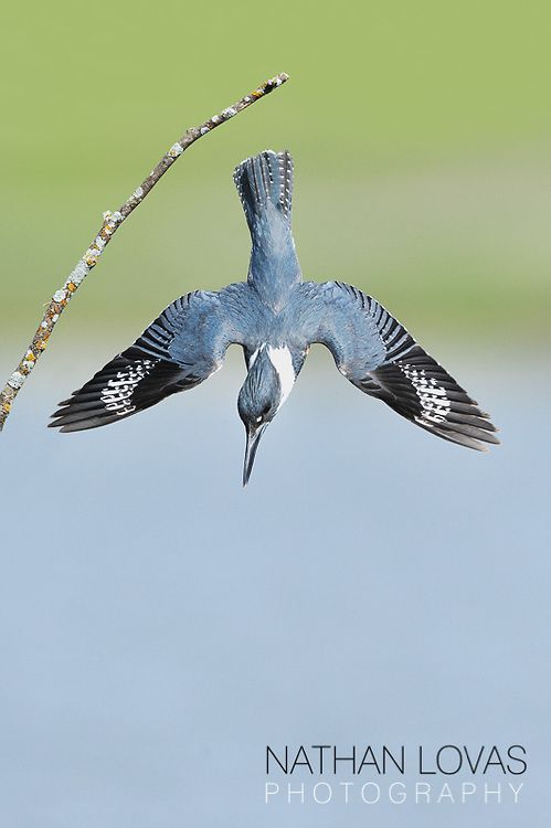 a blue bird is flying over water with a branch in it's foreground