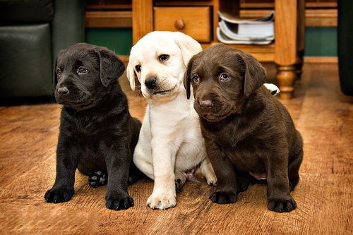 three puppies sitting next to each other on top of a wooden floor in front of a table