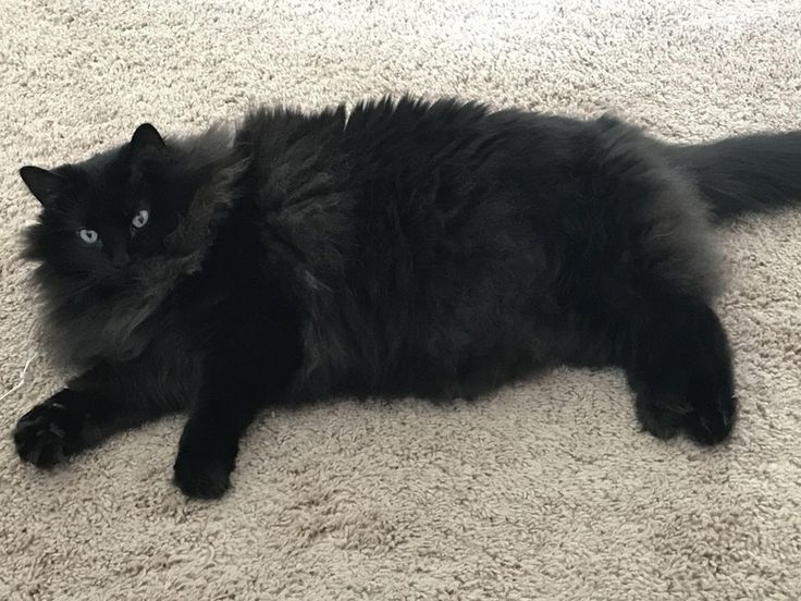 a black cat is laying on the carpet