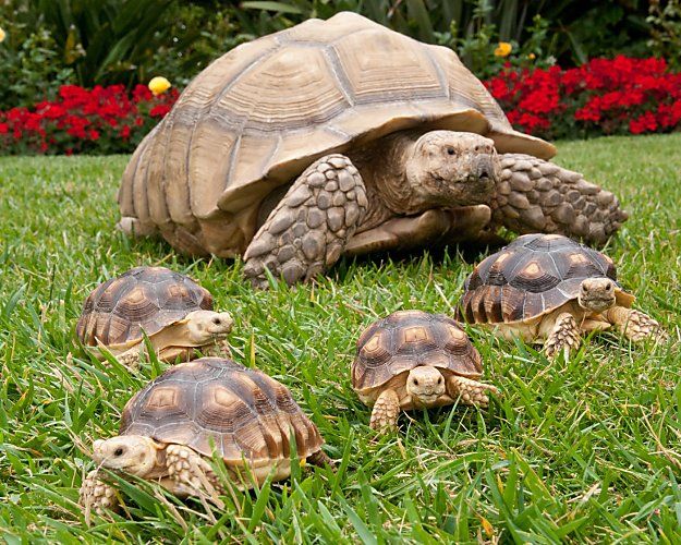 several small turtles are in the grass near a large turtle