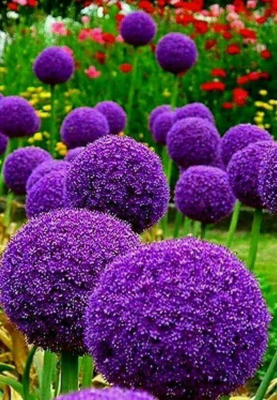 purple flowers are in the middle of a field with red and yellow flowers behind them