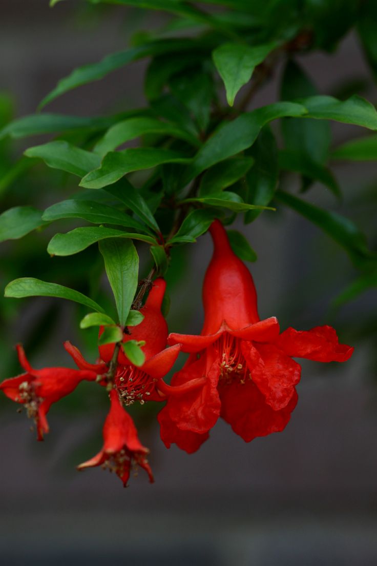 the red flowers are blooming on the tree