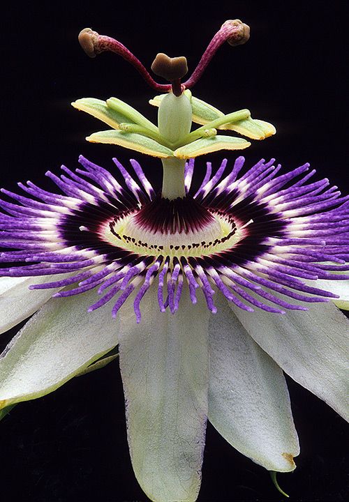 a purple and white flower with an insect on it