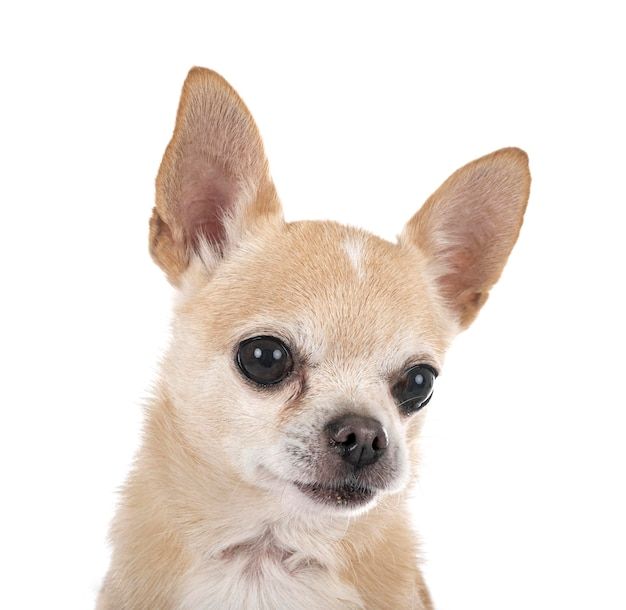 a small brown dog with black eyes looking at the camera