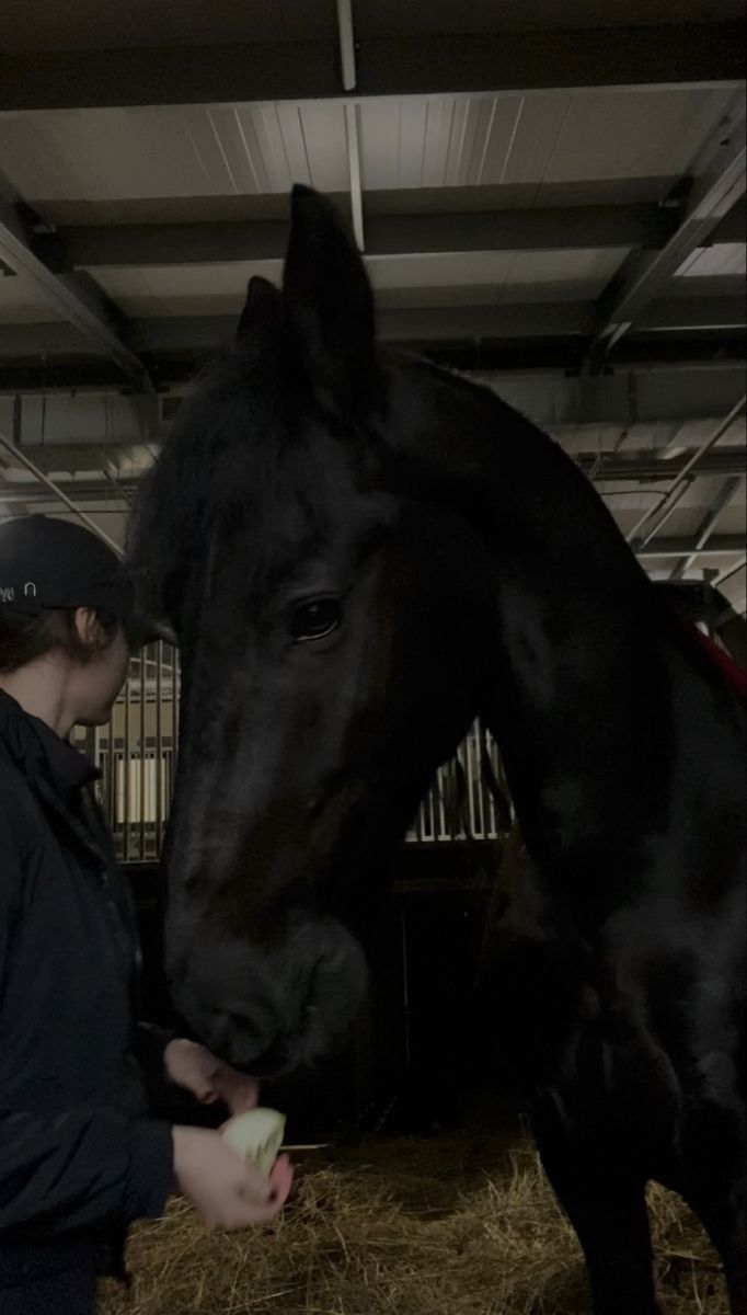 a woman standing next to a black horse in a barn with hay on the ground