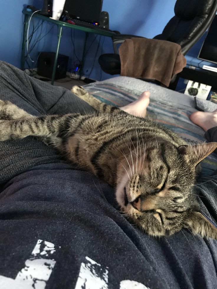 a cat laying on top of a person's lap