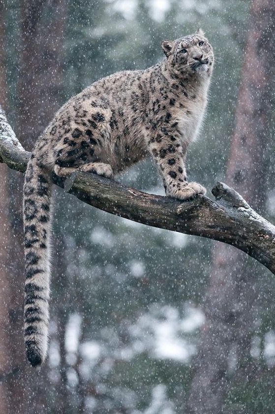 a snow leopard sitting on top of a tree branch