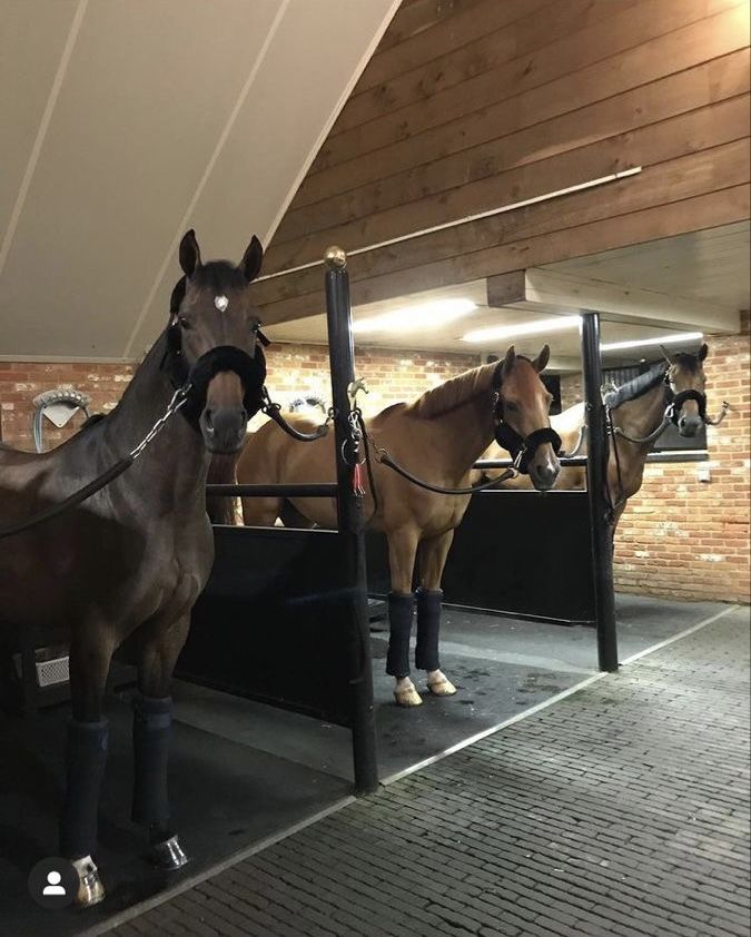 two brown horses standing next to each other in a room with brick walls and flooring