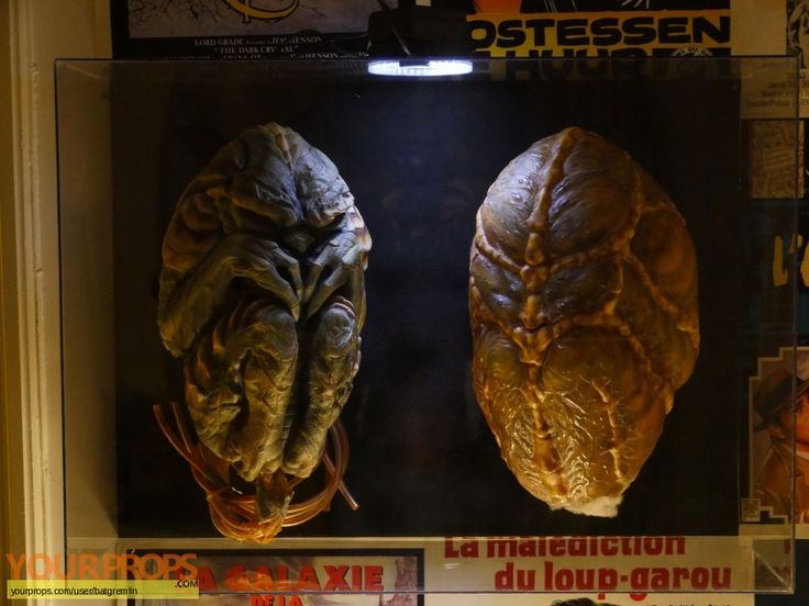 two human heads in a display case with posters on the wall behind them and pictures above it