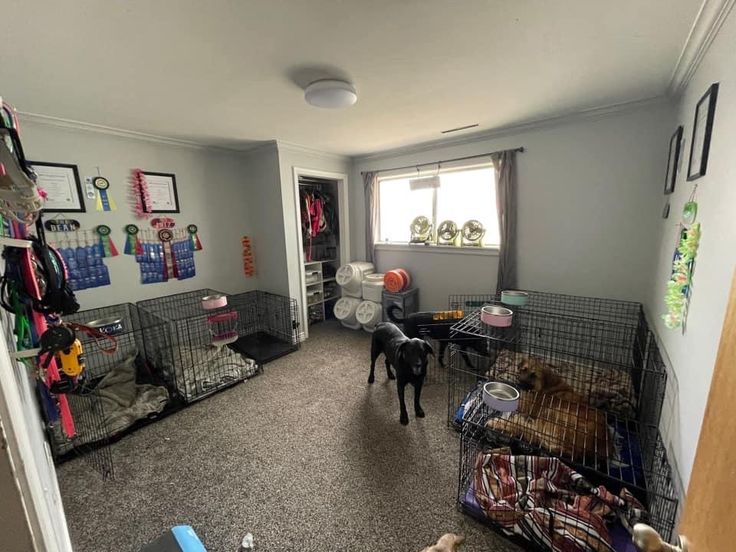 a dog is standing in the middle of a room with several cages full of dogs