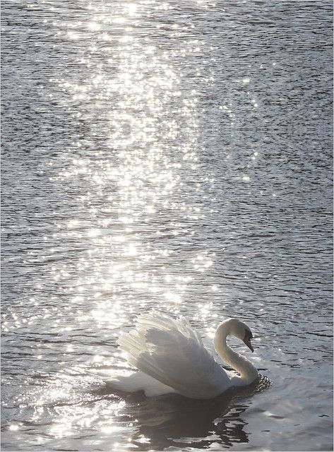 a swan is swimming in the water with sun shining on it's back side